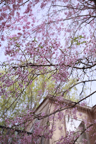 2011hanami1.jpg