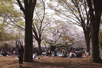 2011hanami10.jpg