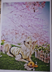 2011hanami8.jpg