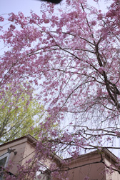 2011hanami9.jpg