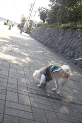 2012enoshima1.jpg