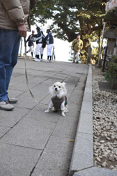 2012enoshima2.jpg