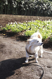 2012enoshima6.jpg