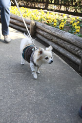 2012enoshima8.jpg