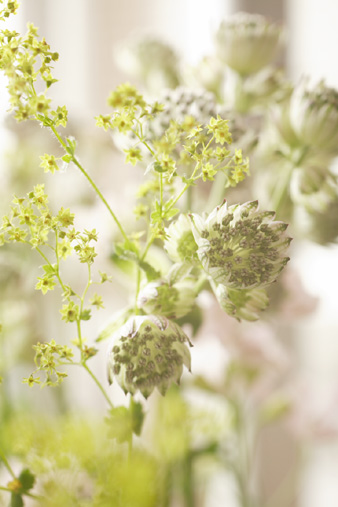 astrantia.jpg