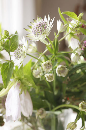 astrantia2.jpg