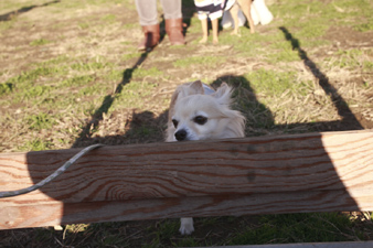 barkfarm8.jpg