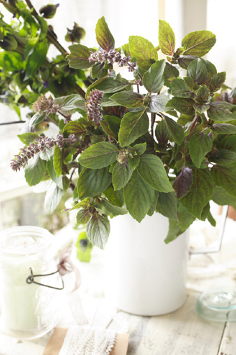 bluebasil.jpg