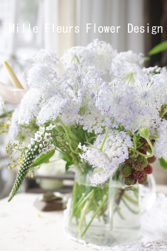 bluelaceflower.jpg