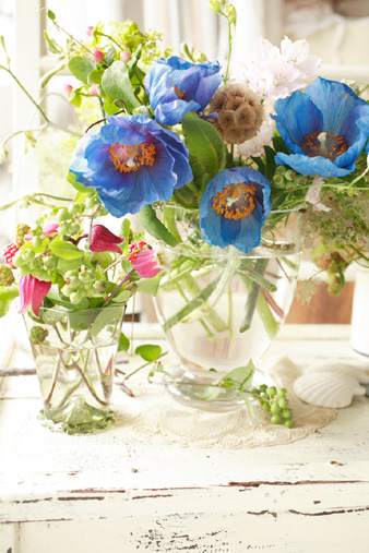 bluepoppy3.jpg
