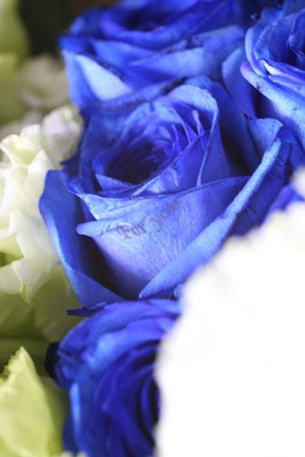 bluerose1.jpg