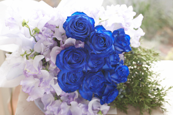 bluerose1.jpg