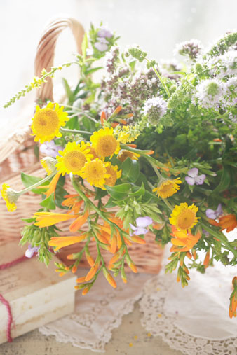 camomile.jpg