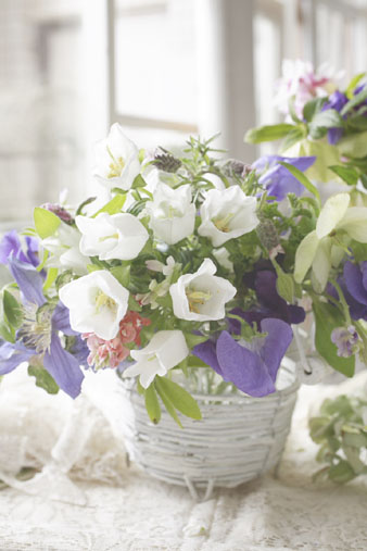 campanula4.jpg