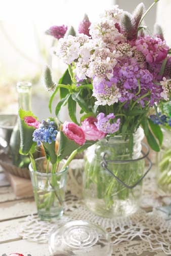 candytuft1.jpg