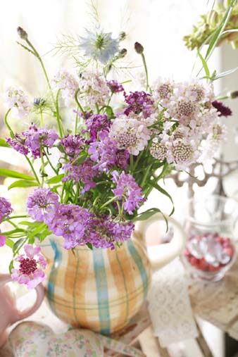 candytuft2.jpg