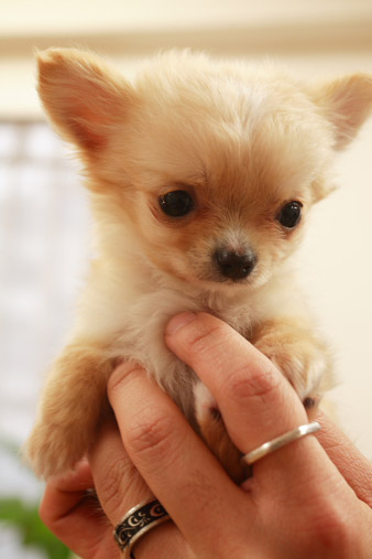 chiwawa.jpg