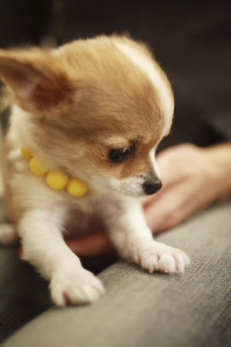 chiwawa2.jpg