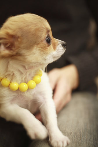 chiwawa3.jpg