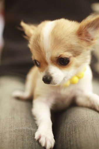 chiwawa4.jpg
