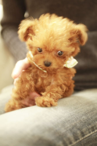 chiwawa5.jpg
