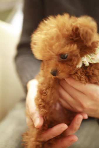 chiwawa6.jpg