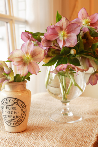 christmasrose5.jpg