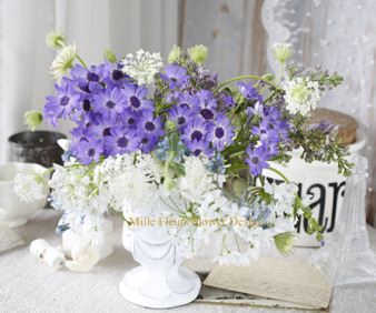 cineraria.jpg