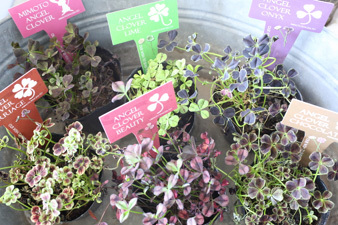clover1.jpg