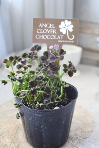clover2.jpg