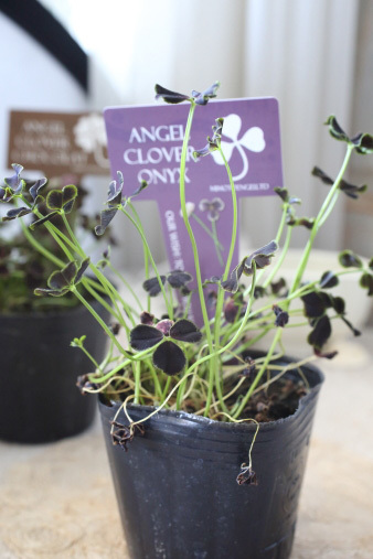 clover3.jpg