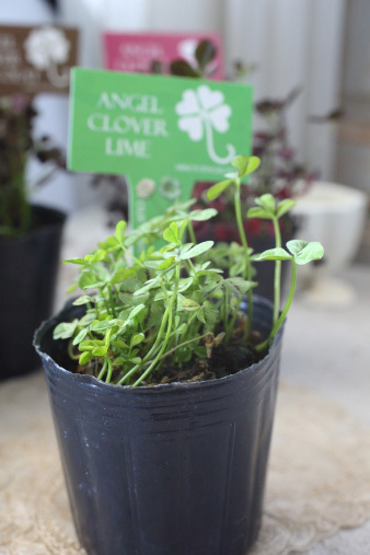 clover5.jpg