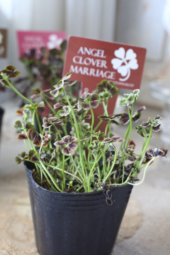 clover6.jpg
