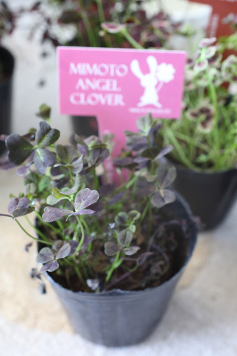 clover7.jpg