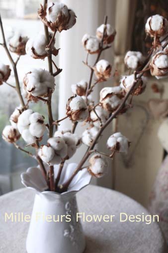 cottonflower2.jpg