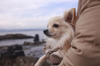 enoshima8.jpg
