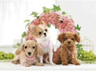 floralwankos.jpg