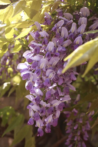 fuji1.jpg
