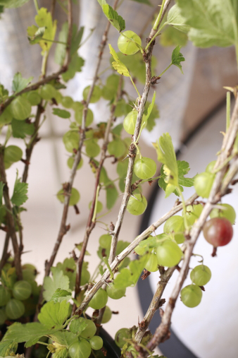 gooseberry.jpg