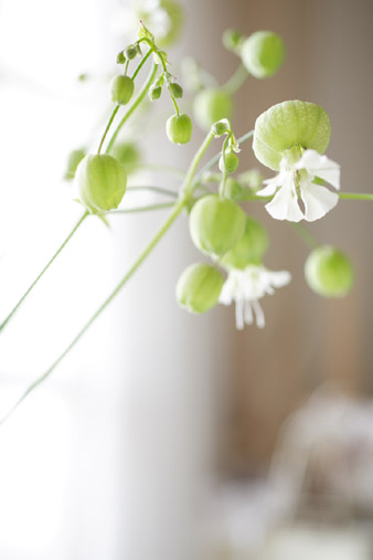 greenbell.jpg