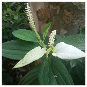 hangesho6.jpg
