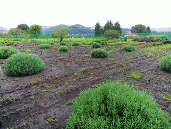 herb2.jpg