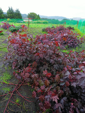 herb4.jpg