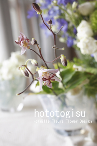 hototogisu.jpg