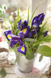 iris1.jpg