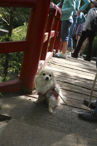 jindaiji26.jpg
