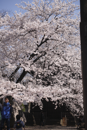 kichijouji5.jpg
