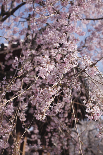 kichijouji6.jpg