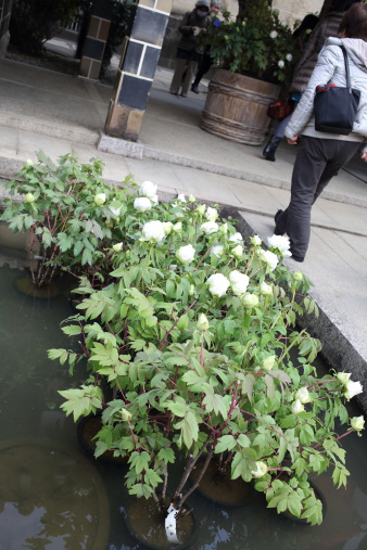 kurashiki15.jpg