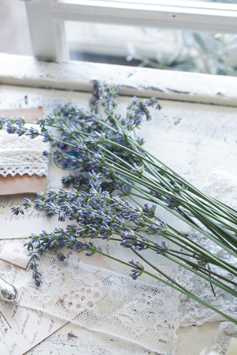 lavender2.jpg